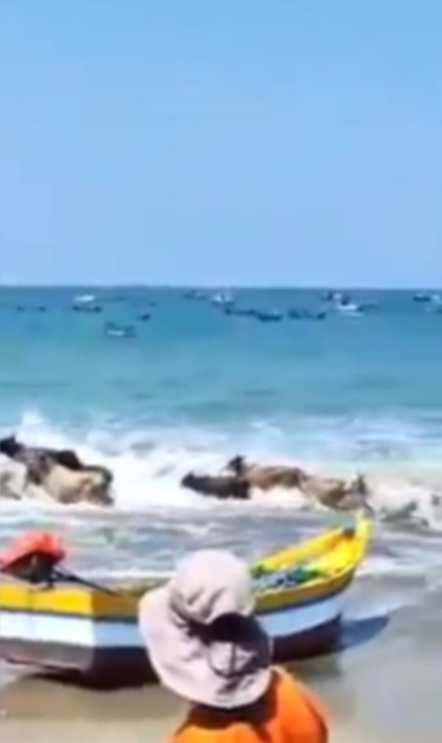 Read more about the article Peruvian Farmer Lets 15 Cows Enjoy Dip In The Sea In Front Of Stunned Beachgoers