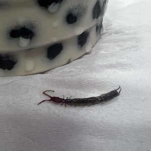 Read more about the article Singaporean Woman Nearly Swallows Centipede Lurking In Her Bubble Tea