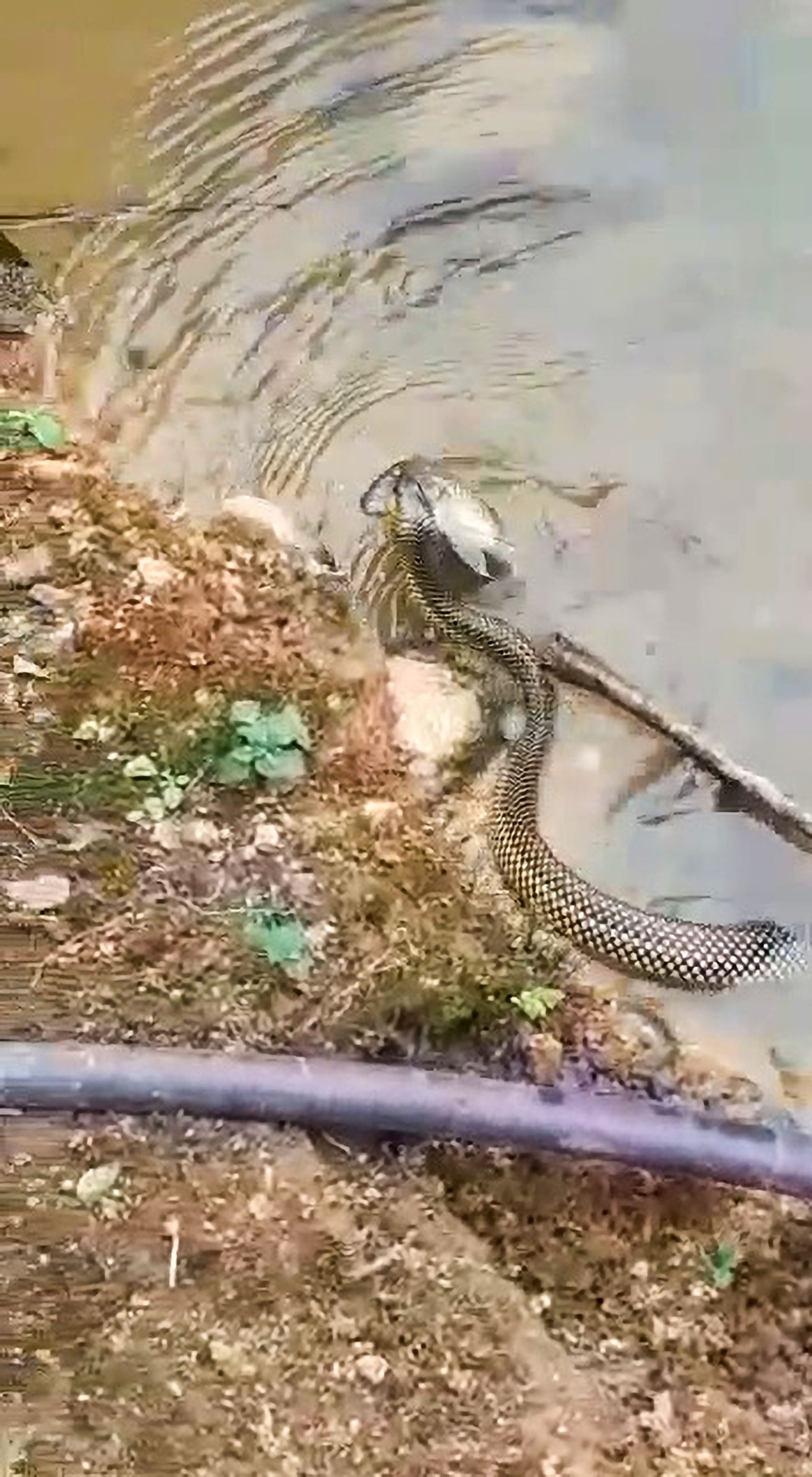 Read more about the article Moment Snake Slithers Out Of Lake With Large Fish In Mouth