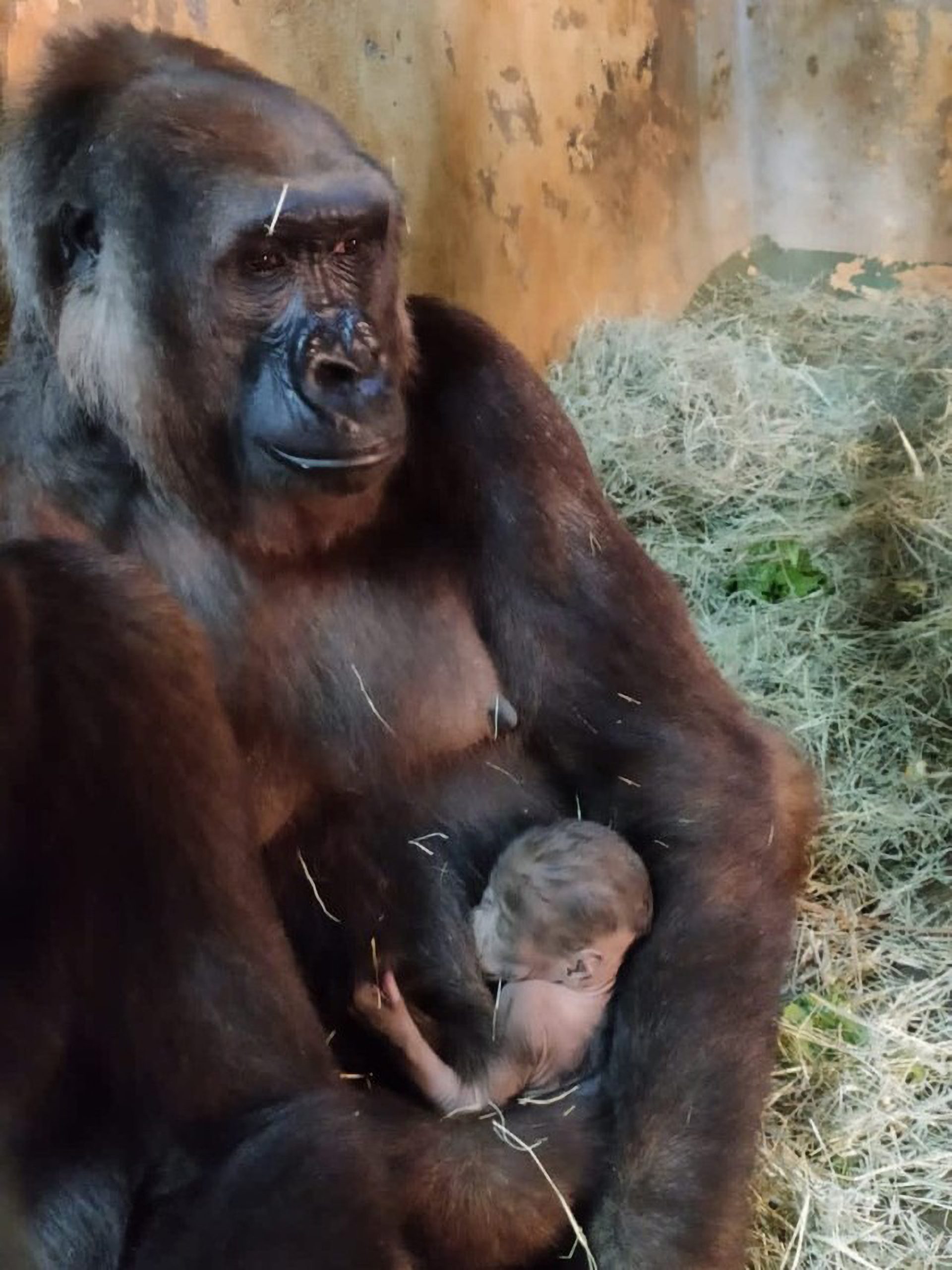 Read more about the article Gorilla Infant Falls To Death While Playing With Siblings At Brazilian Zoo