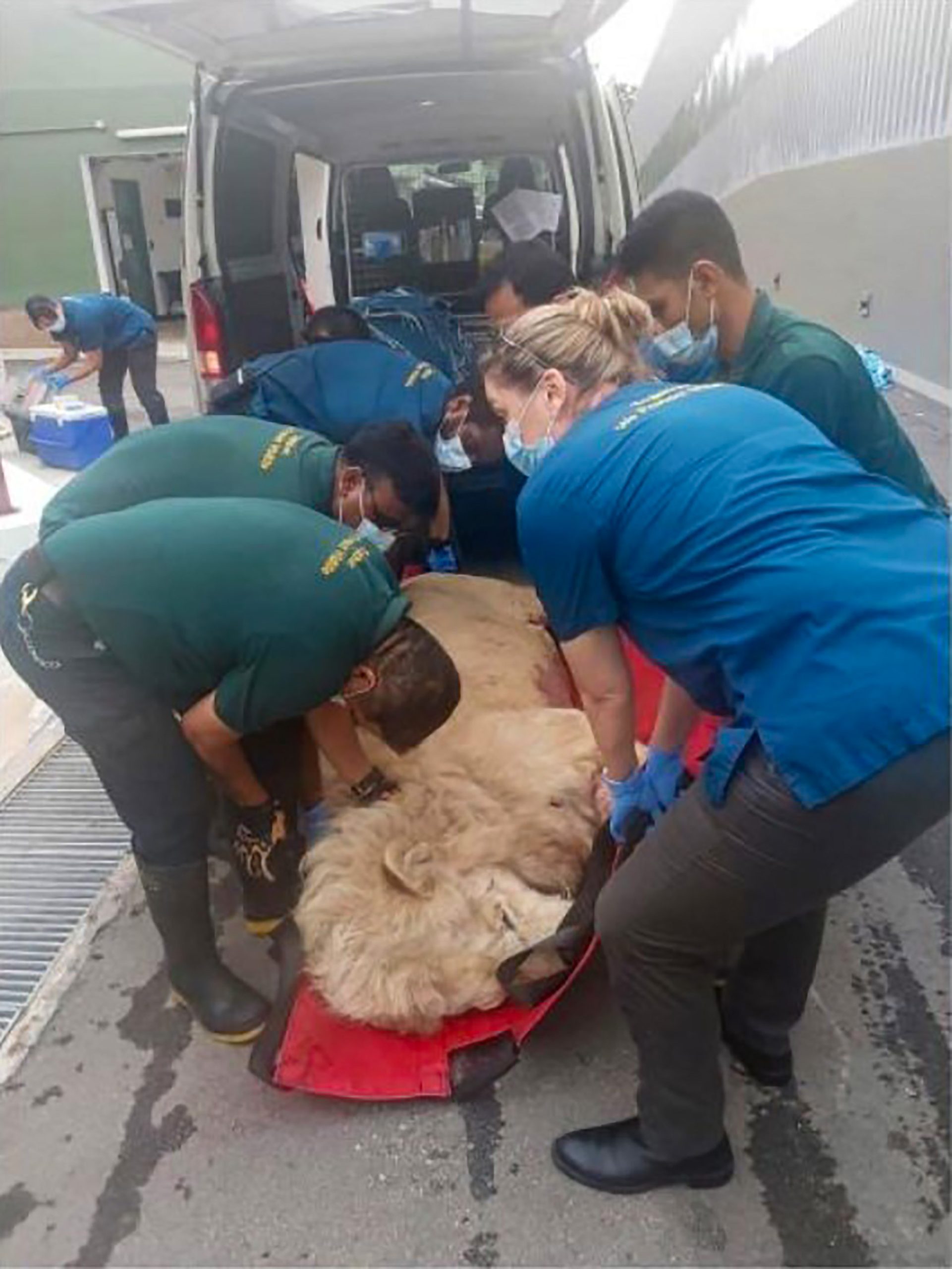 Read more about the article Tranquilised Lions Recovering Well After Dramatic Escape At Singaporean Airport
