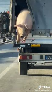 Read more about the article Moment Fat Porker In Back Of Lorry Learns Hard Way That Pigs Cant Fly