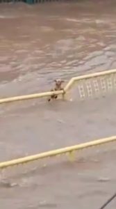 Read more about the article Heartbreaking Moment Young Dog Clings To Railing To Save Itself From Being Swept Away By Floodwaters