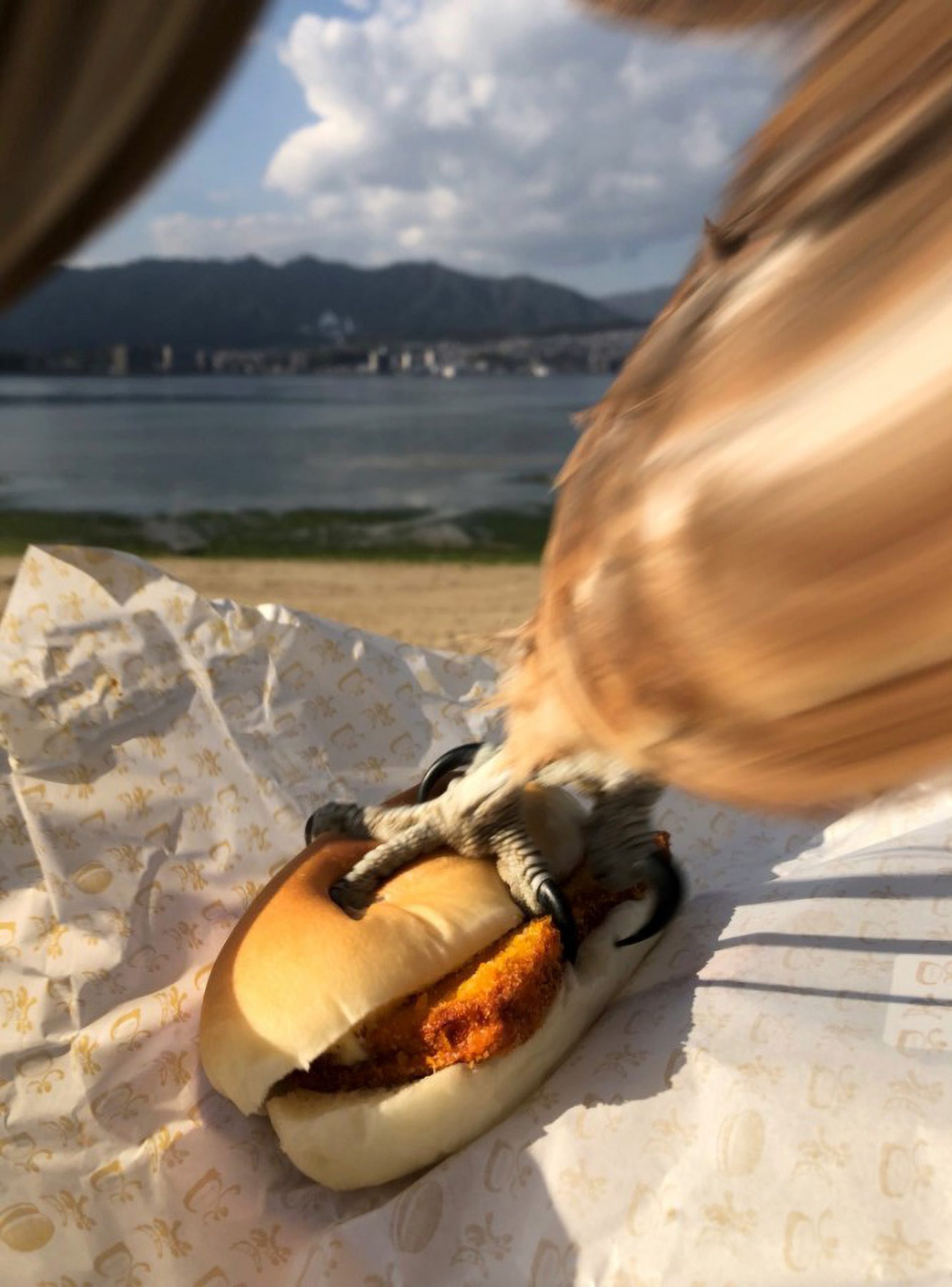 Read more about the article Man In Japan Snaps Moment Bird Grabbed His Sandwich With Talons