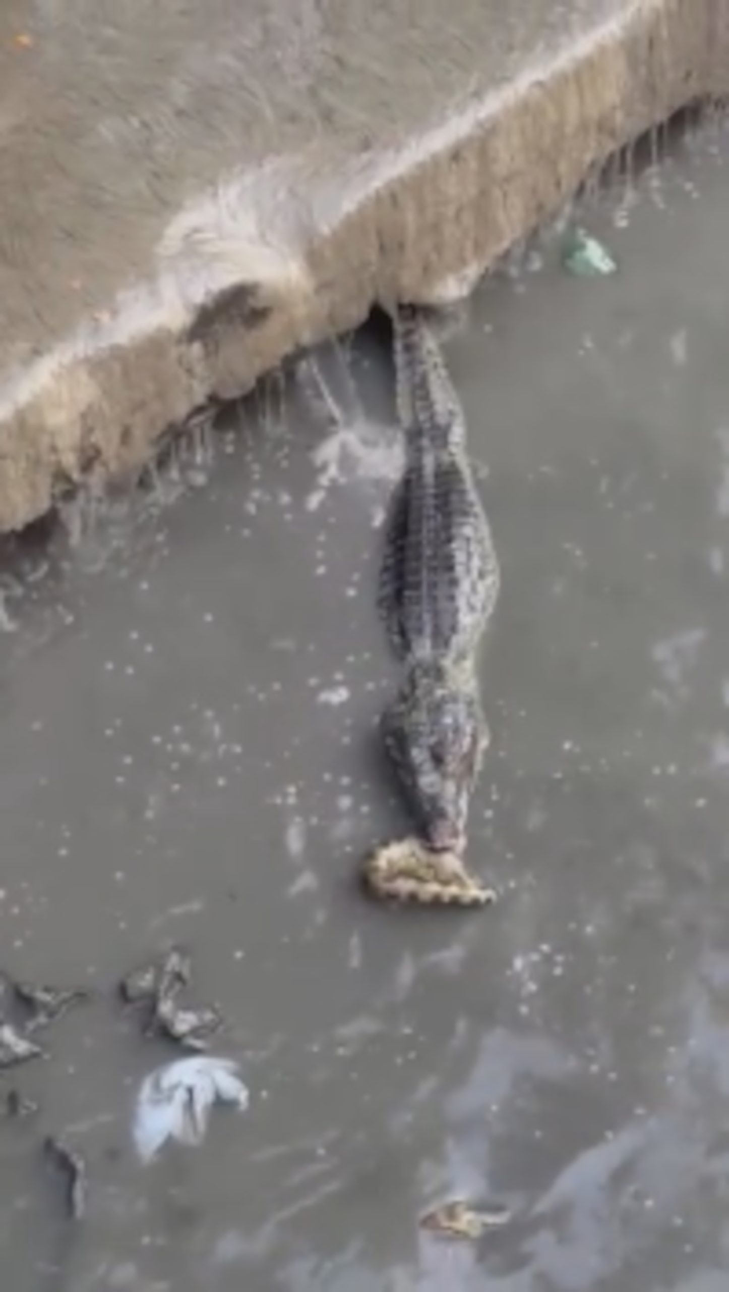 Read more about the article Alligator Battles With Huge Anaconda In Brazilian Creek