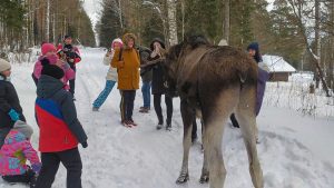 Read more about the article Moose Kicks Out At Young Girl As Tourists Surround It In National Park
