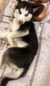 Read more about the article Husky Loses Itself In Bliss While Lying On Floor With Massage Machine Behind Head