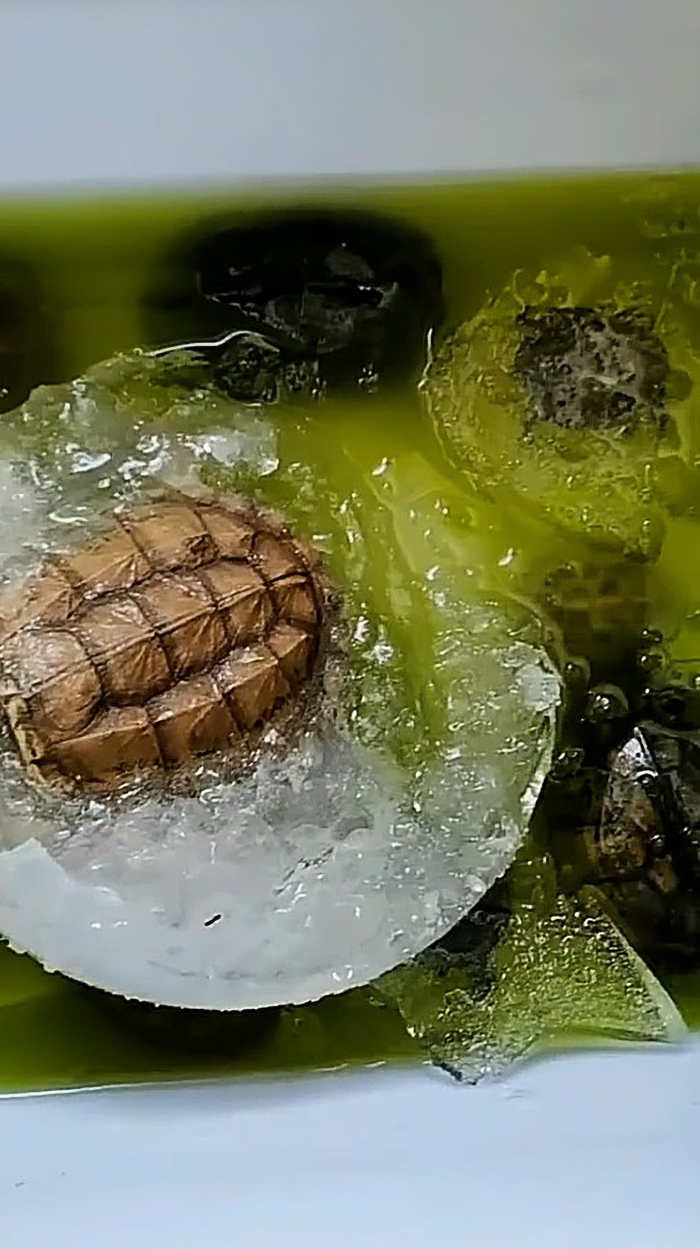 Read more about the article Frozen Turtles Thaw And Come Back To Life After Woman Leaves Them Outside In Icy Temps