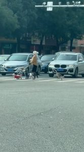 Read more about the article Well Dressed Woman Pops To Shops With Dog In Pushchair And Large Goose