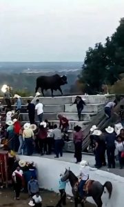 Read more about the article Rodeo Bull Jumps In Stands To Get Crowds Perspective On The Event