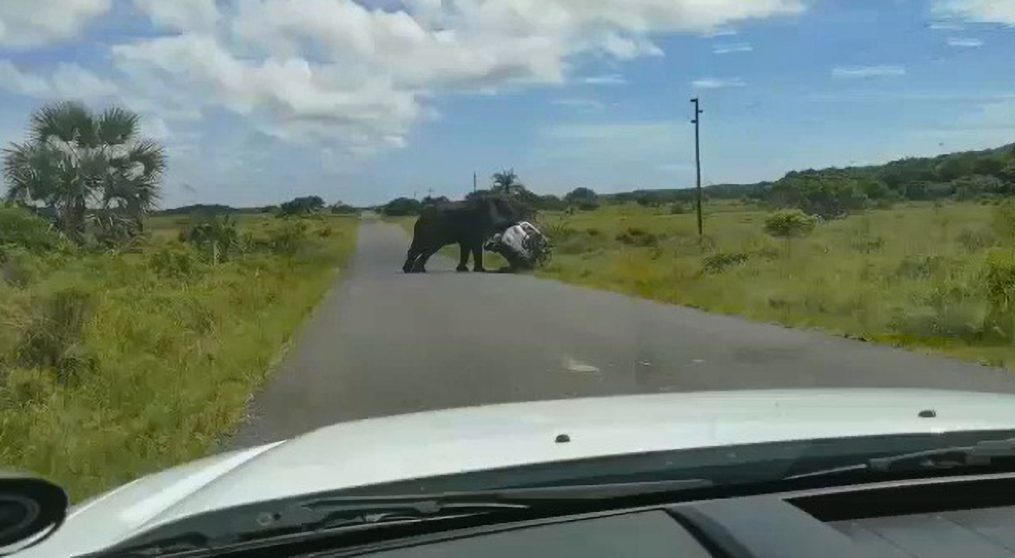 Read more about the article Bull Elephant Flips Over Family Of Four In SUV At South African Nature Park