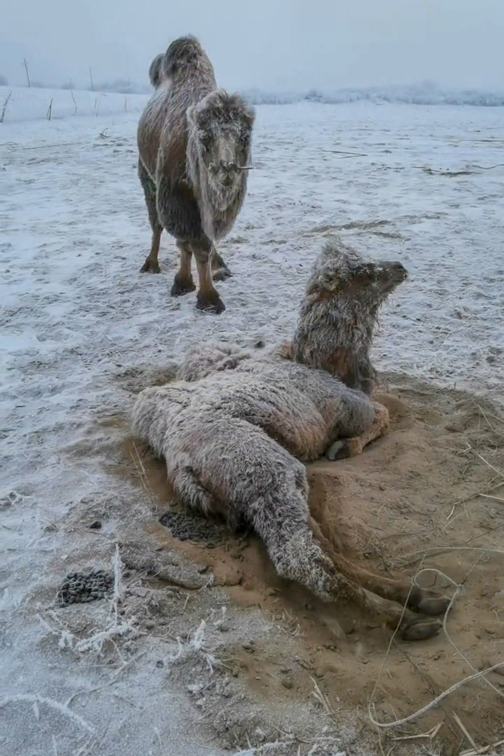 Read more about the article Moment Young Snow-Covered Camel Desperately Tries To Free Self From Wire Tangled Around Leg
