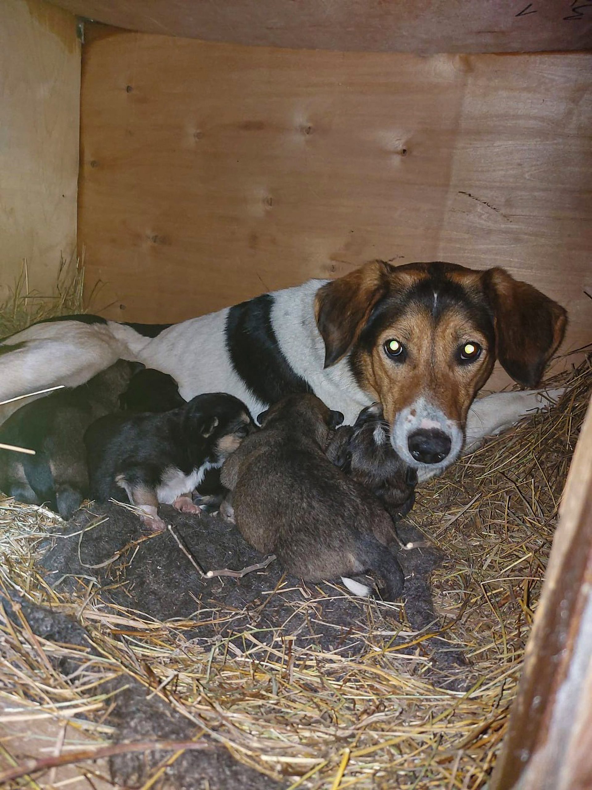 Read more about the article Boy Saves Stray Dog And Puppies From Freezing Pipe In Russian Town