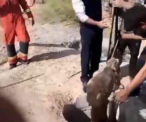 Read more about the article Moment Large Camel Is Pulled Out Of Narrow Well Using Crane