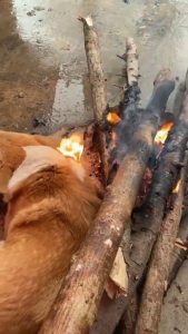Read more about the article Daft Corgi Gets So Close To Campfire To Warm Itself In Winter Cold That Its Fur Catches Fire