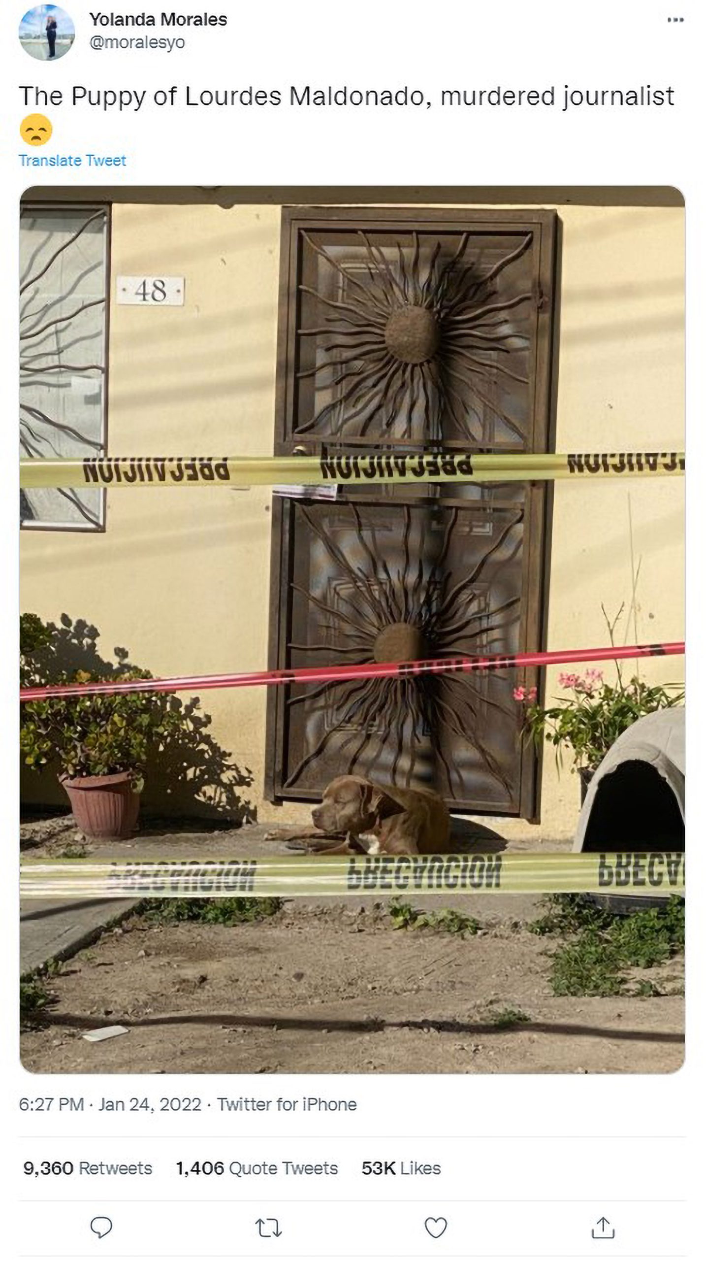 Read more about the article Heartbreaking Image Shows Dog Patiently Waiting Outside Murdered Mexican Journalists Home
