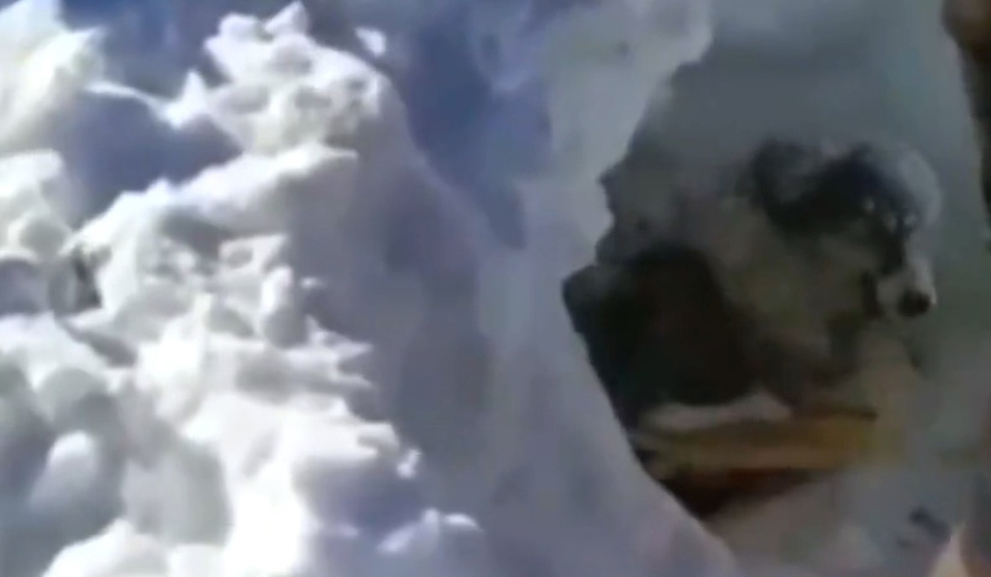 Read more about the article Rescuers Save Dog Trapped Under Metre Of Snow In Kurdistan
