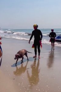Read more about the article Lifeguards Rescue Dog 1,800 Feet From Shore At California Beach