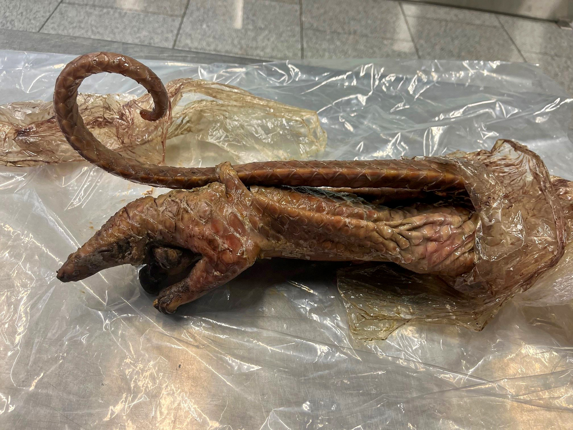 Read more about the article Customs Seize Skinned And Roasted Protected Pangolin That Woman Wanted To Eat