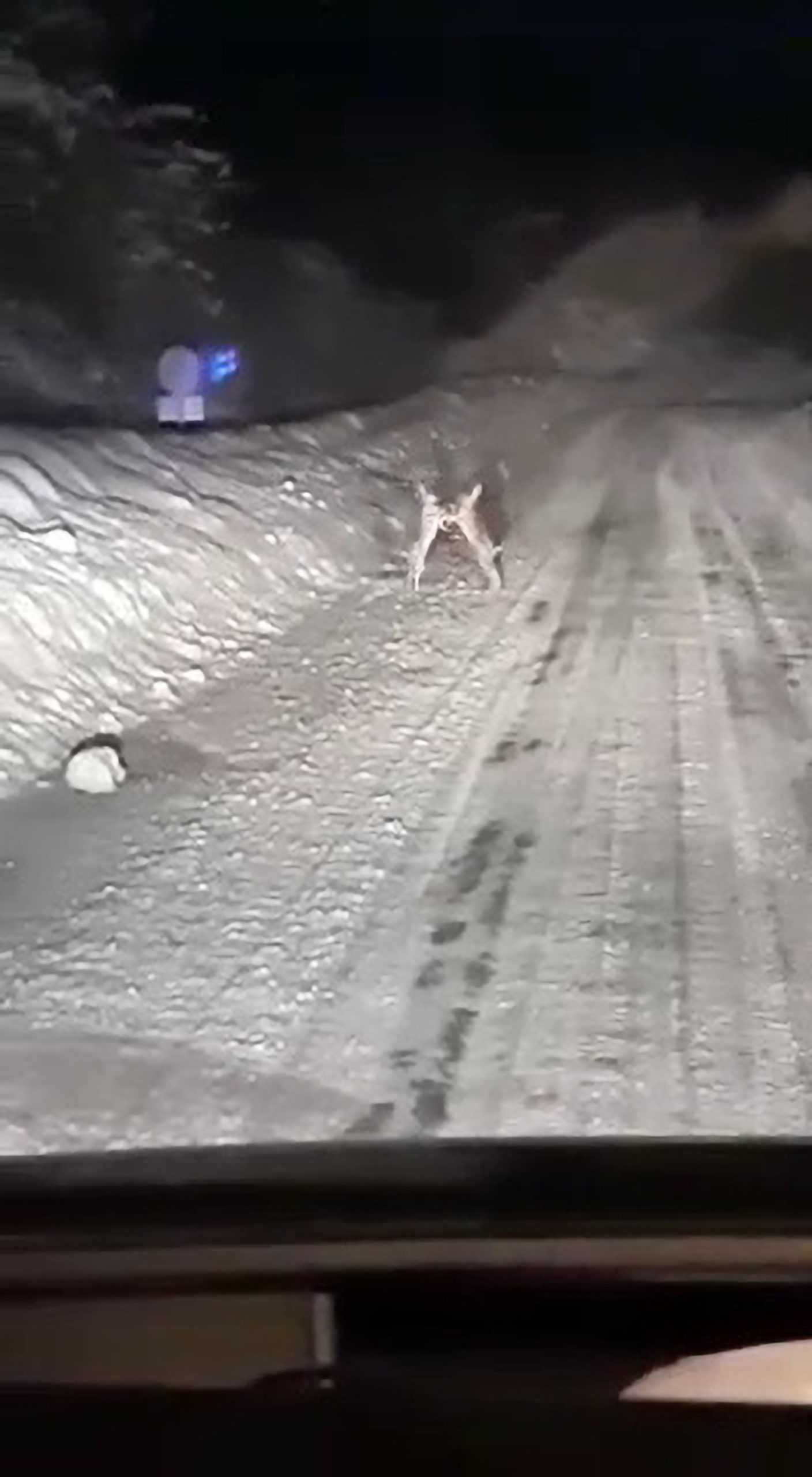 Read more about the article Motorist Films Two Rowdy Rabbits Slugging It Out On Icy Road In Minus 15 Degrees