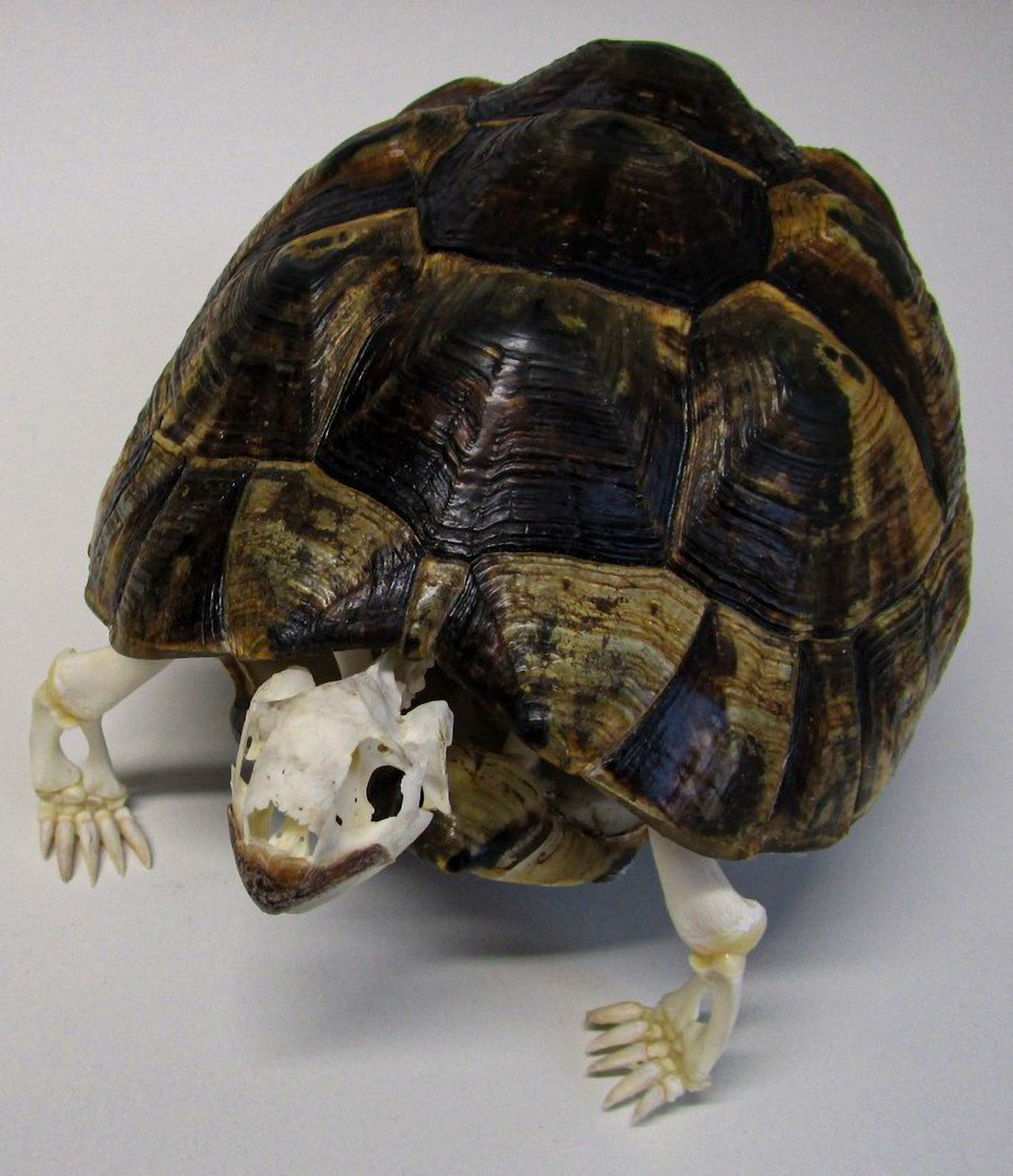 Read more about the article Baffled Customs Officers Find Endangered Tortoise Skeleton In Its Shell Shipped From Switzerland As Home Decoration