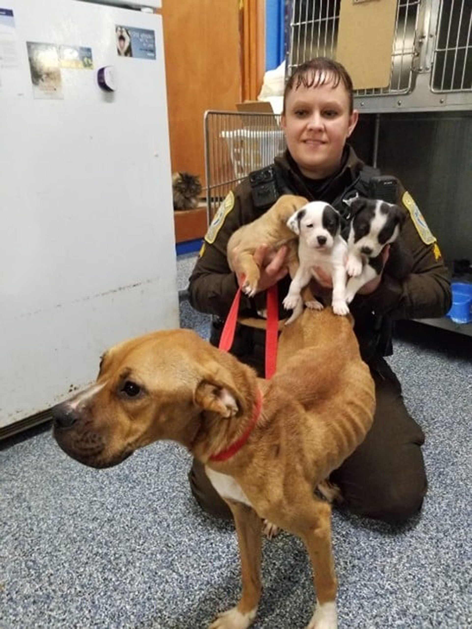Read more about the article Nearly 30 Cute Puppies And Emaciated Dogs Rescued From Virginia Horror Home