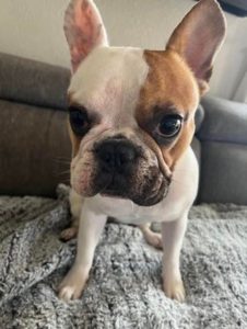 Read more about the article Tito The French Bulldog Reunited With Crying Owners After Being Taken At Gunpoint