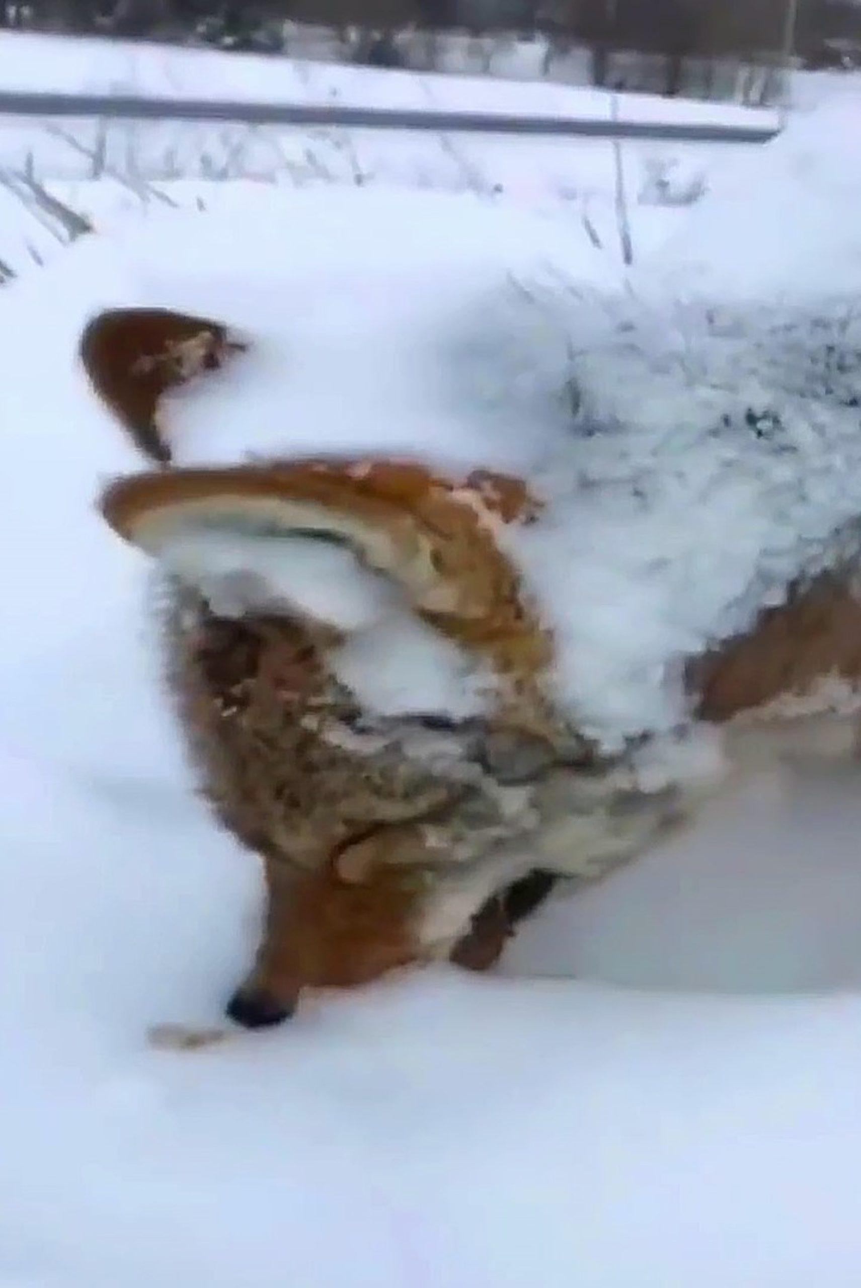 Read more about the article Fox Found Frozen Solid In Standing Position After Temps Plummet To Minus 20