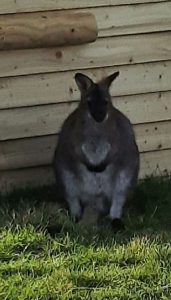 Read more about the article Wallaby On The Run After Escaping From Lincolnshire Petting Zoo