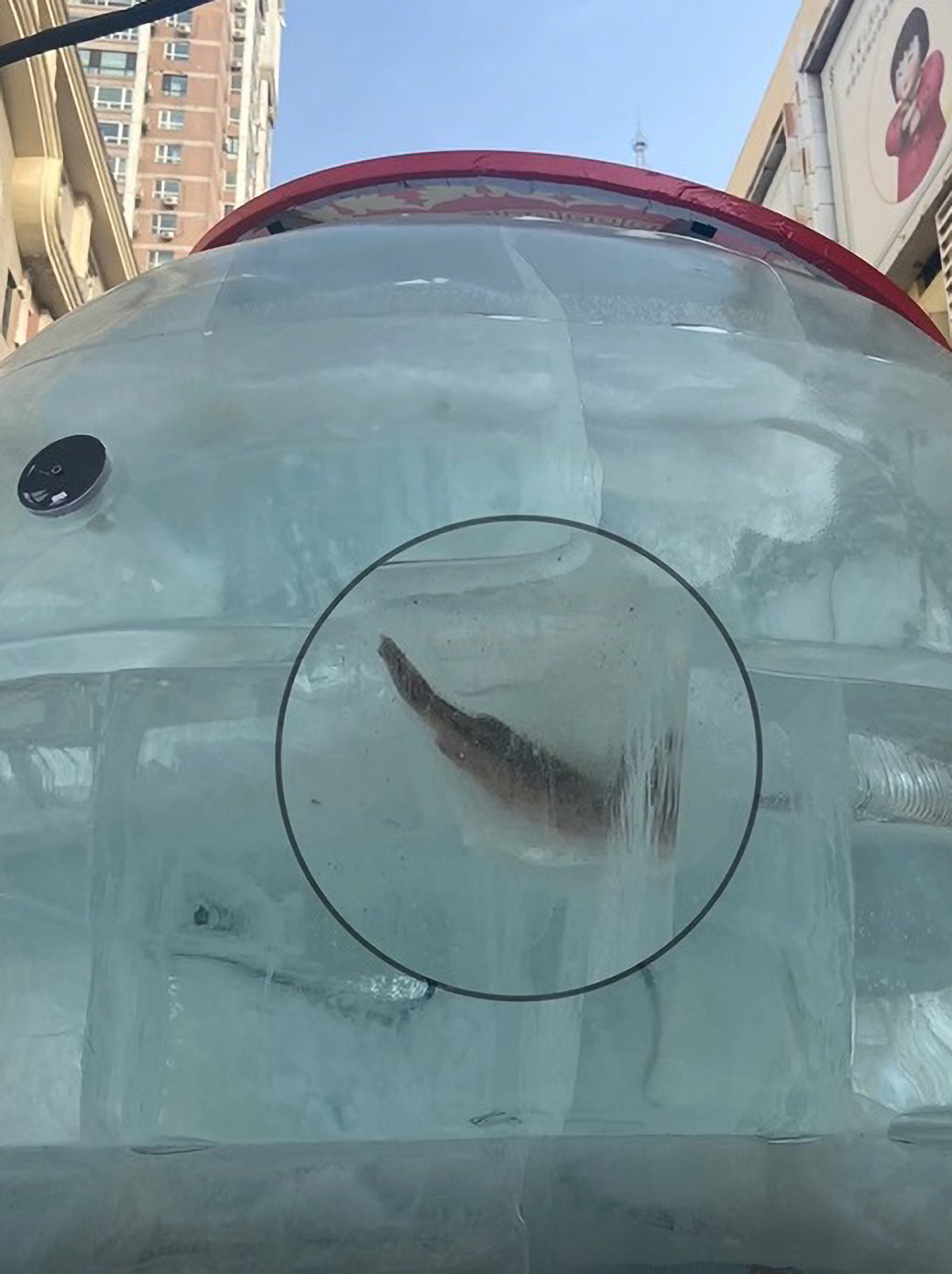 Read more about the article Ice Sculptures In Honour Of Beijing Winter Olympics Raise Eyebrows As Frozen Fish Spotted Trapped Inside Them