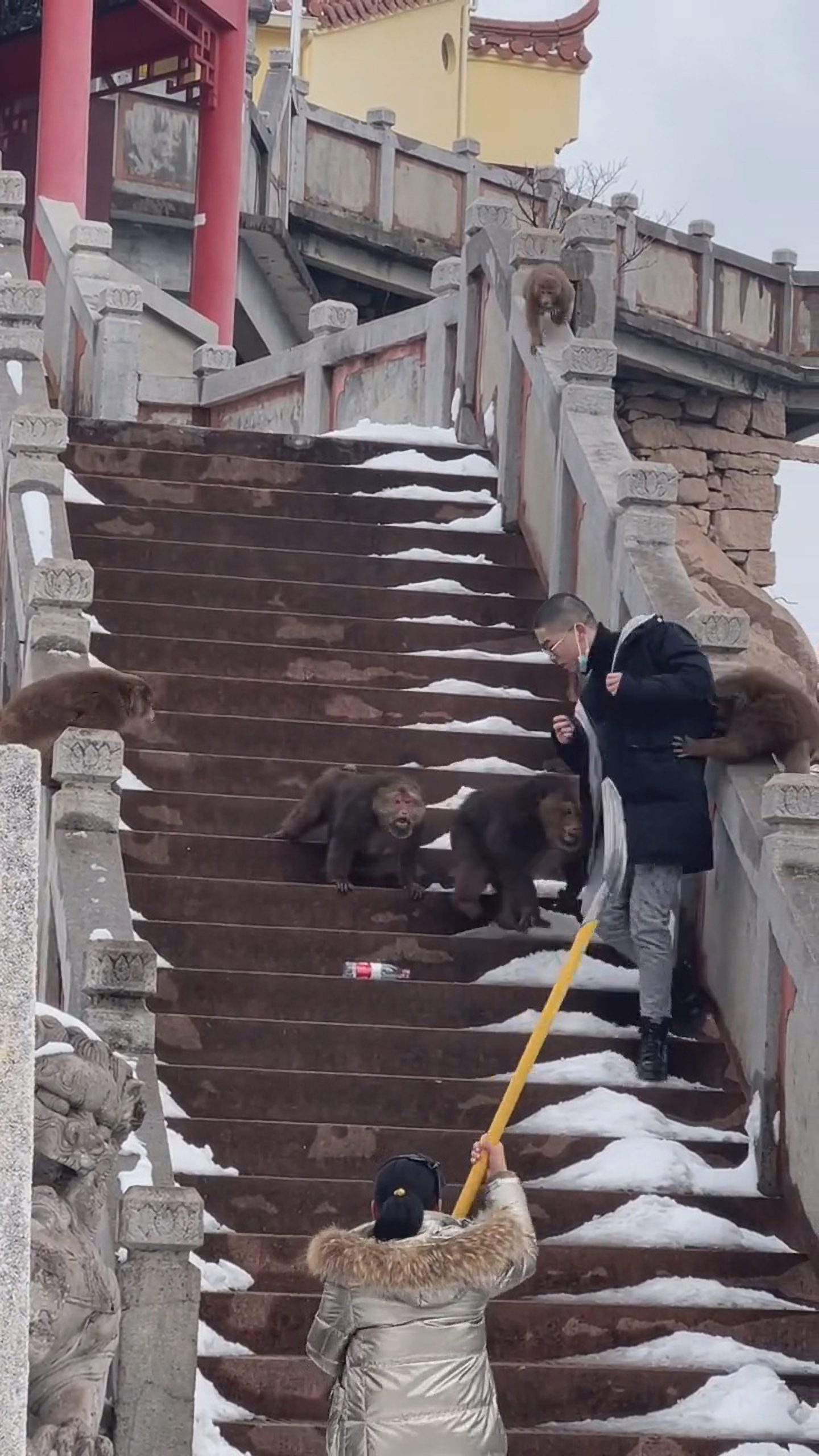 Read more about the article Mugger Monkeys Chased Off By Woman With Shovel As they Demand Toll From Man Climbing Steps