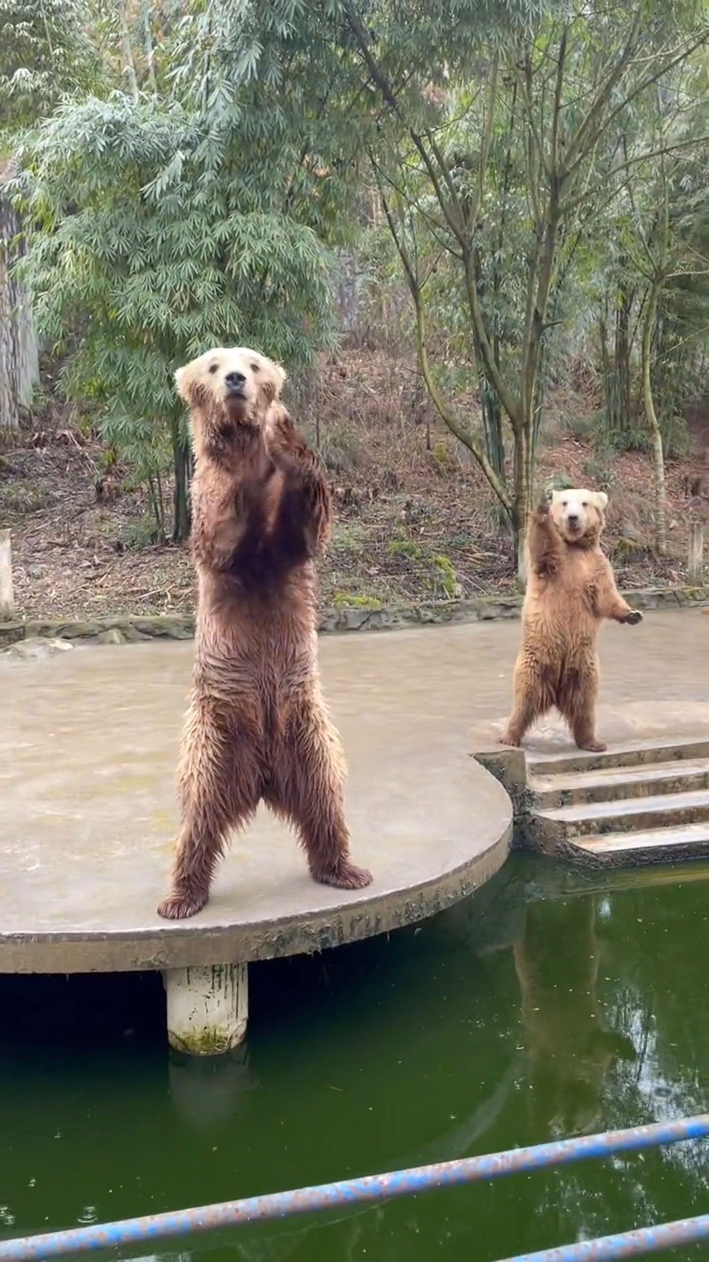 Read more about the article Moment Zoo Bears Appear To Wave And Beckon Visitors To Give Them Food