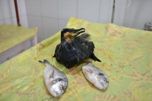 Read more about the article Greedy Cormorant Saved By Vet After Trying To Swallow Two Fish At Once And Choking
