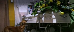 Read more about the article Loyal Dog Refuses To Leave Side Of Dead Owners Coffin