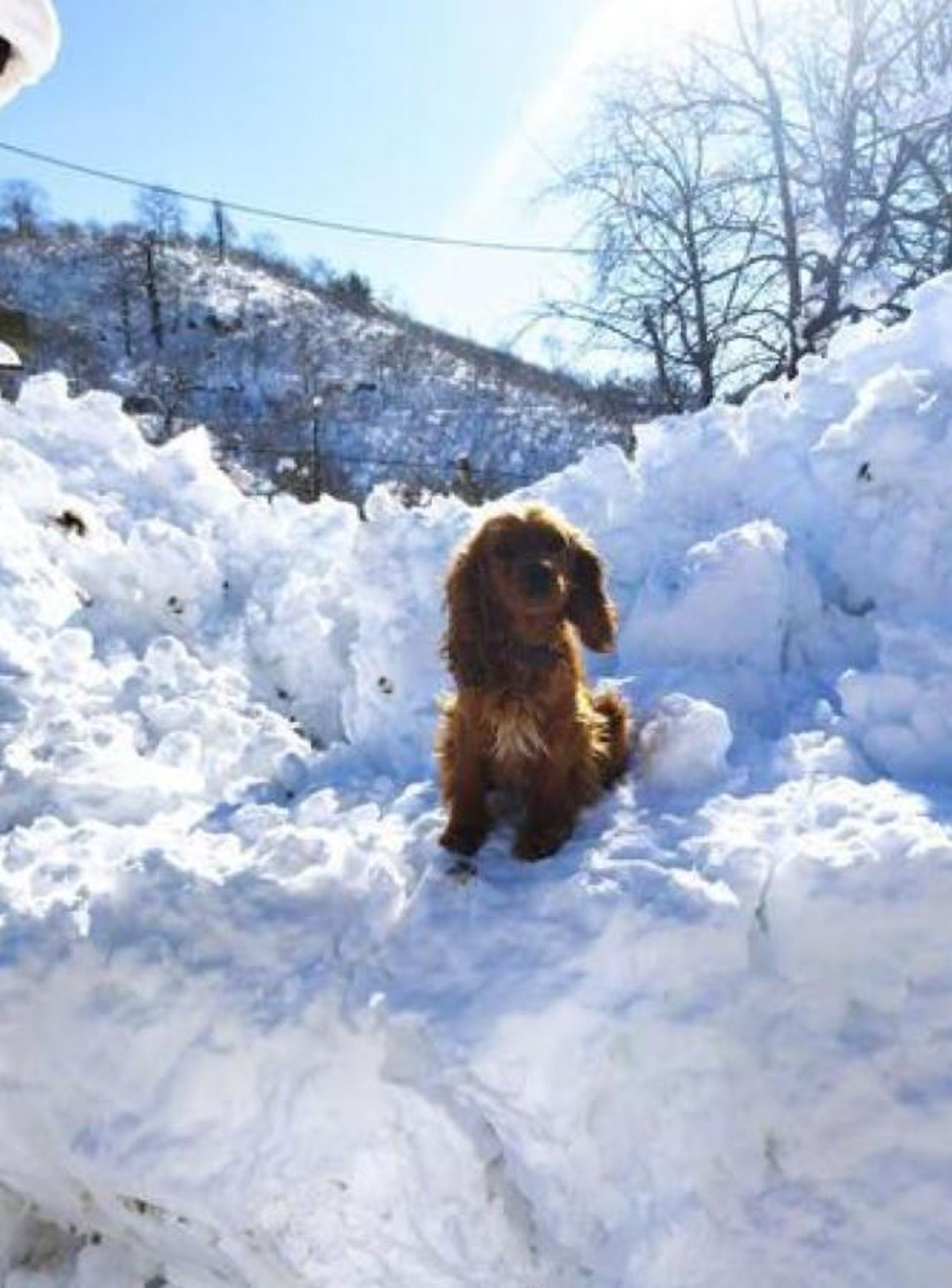 Read more about the article Moment Tiny Dog Called Cinnamon Is Scooped Up By Tractor Clearing Huge Pile Of Snow