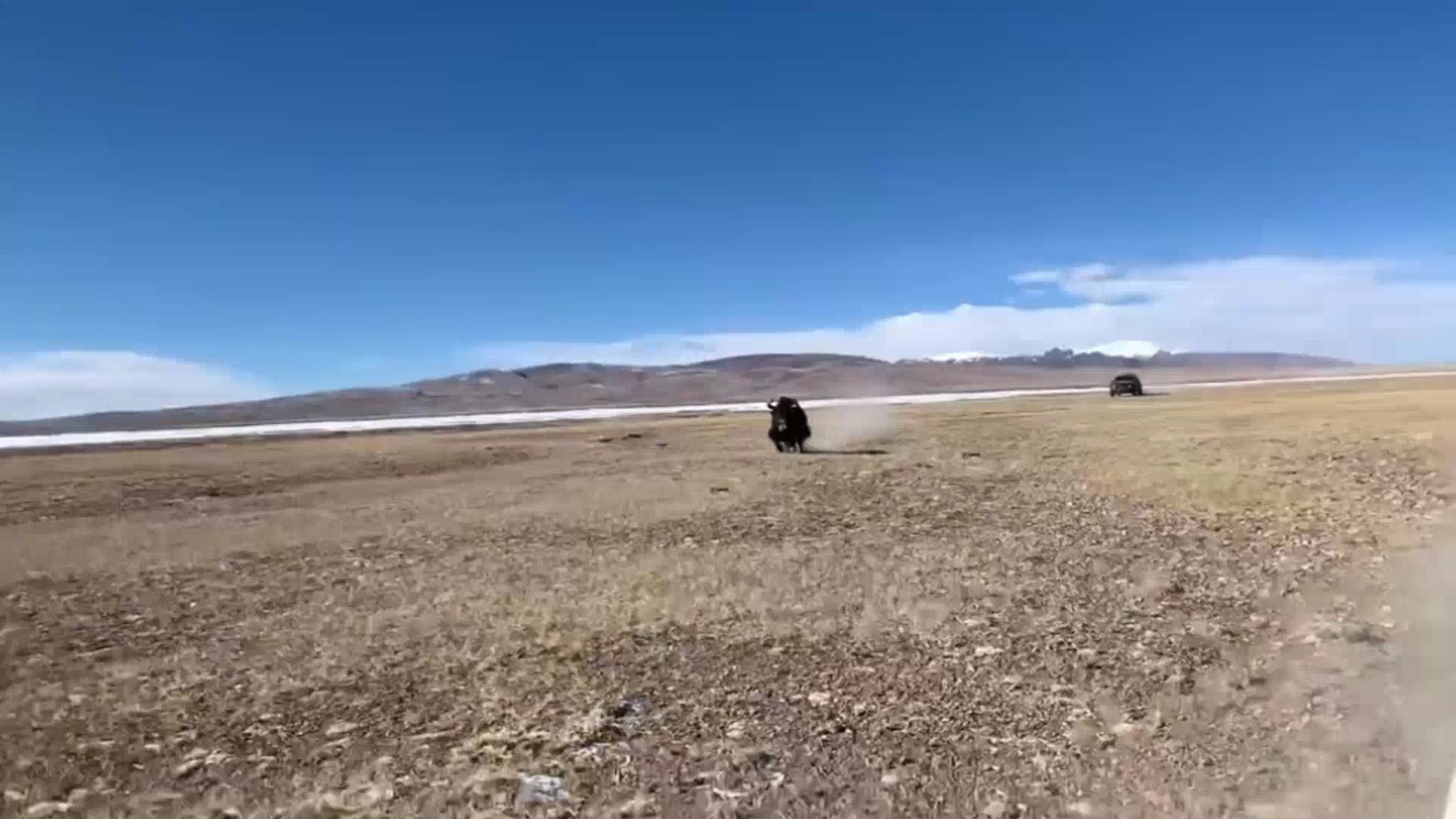 Read more about the article Driver Steps On The Gas As Huge Yak Chases Him Across Gobi Desert