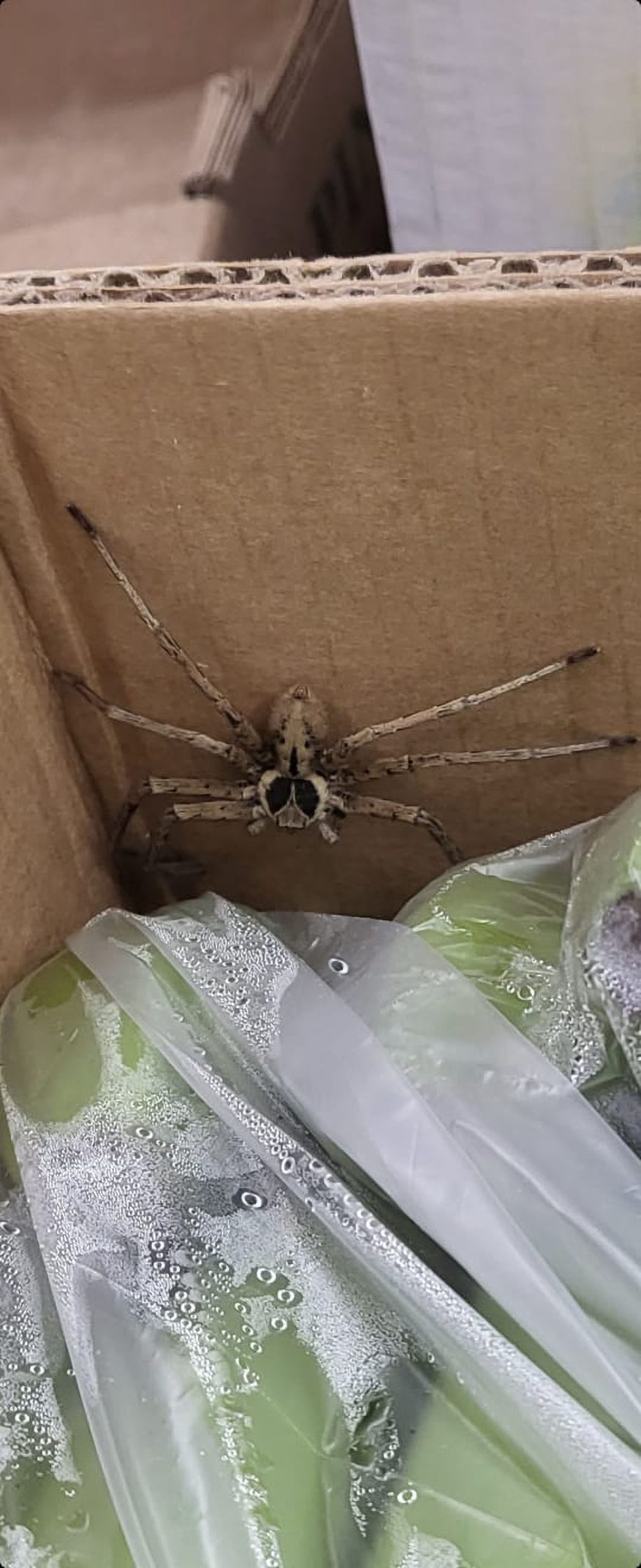 Read more about the article Third Scary Spider 8 Inches Long Found In Container In Germany