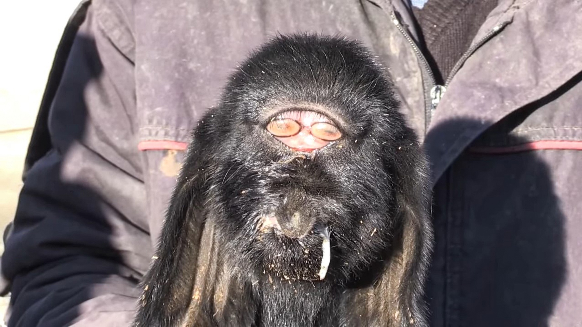 Read more about the article Mutant Goat With Cyclops Eye In Middle Of Forehead Born At Turkish Farm