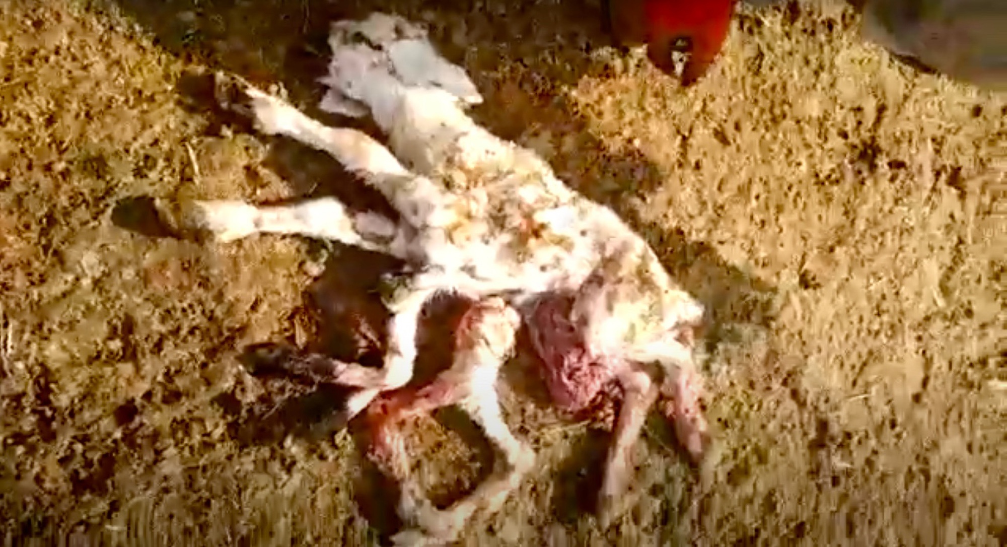 Read more about the article Villagers Shocked After Mutant Lamb With Eight Legs Born Alive In Turkey