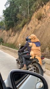 Read more about the article Man Travels 200 Miles With Dog Riding Pillion On Back Of Bike
