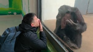 Read more about the article Chimp Brothers Go Ape For Ex Carer Who Raised Them At Zoo