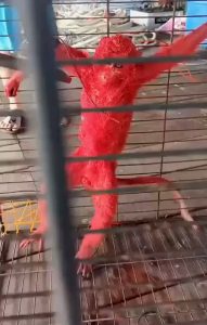 Read more about the article Shock After Monkey In Malaysia Painted Bright Red And Filmed Tied up In Cage