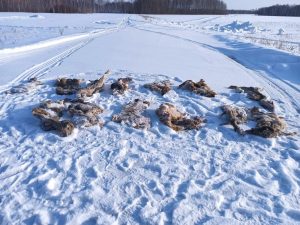 Read more about the article Russian Cops Arrested For Shooting 9 Roe Deer Dead In Closed Season