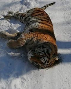 Read more about the article Rare Siberian Tiger Found Dead On Road After Being Killed By Stronger Alpha Male Rival