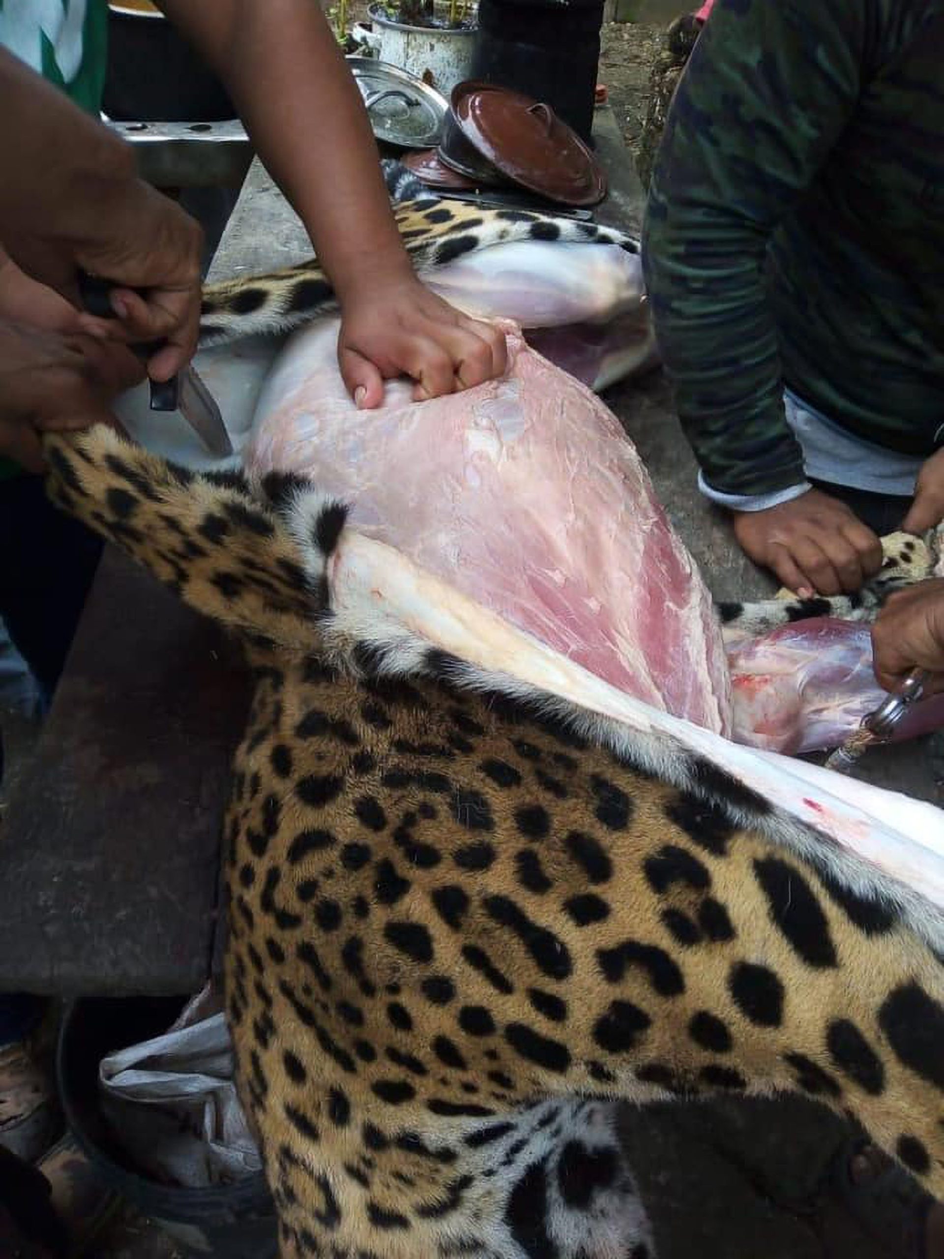 Read more about the article Outrage Over Snaps Showing Endangered Jaguar Being Skinned After It Was Hunted
