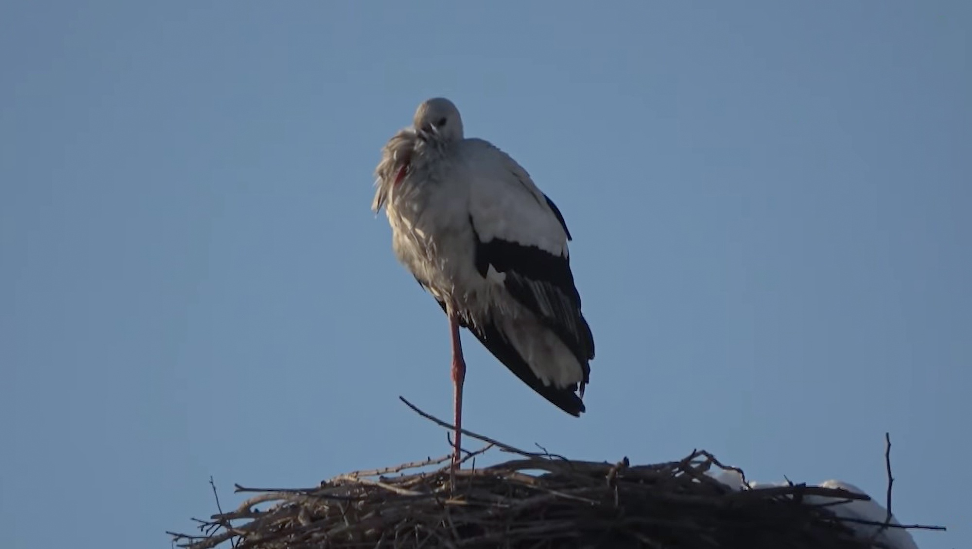 Read more about the article Loner Stork Becomes Village Mascot After Not Migrating From Chimney For Four Years