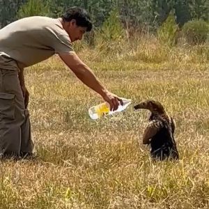 Read more about the article Thirsty Anteater Allows Helper To Stroke It For Water During Wildfires In Argentina