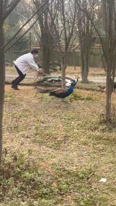 Read more about the article Man Caught On Camera Chasing And Grabbing Terrified Peacock So He Can Pluck Its Feathers