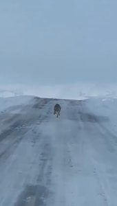 Read more about the article Wolf Escorts Ambulance Through Winter Wonderland Landscapes And Refuses To Leave Road
