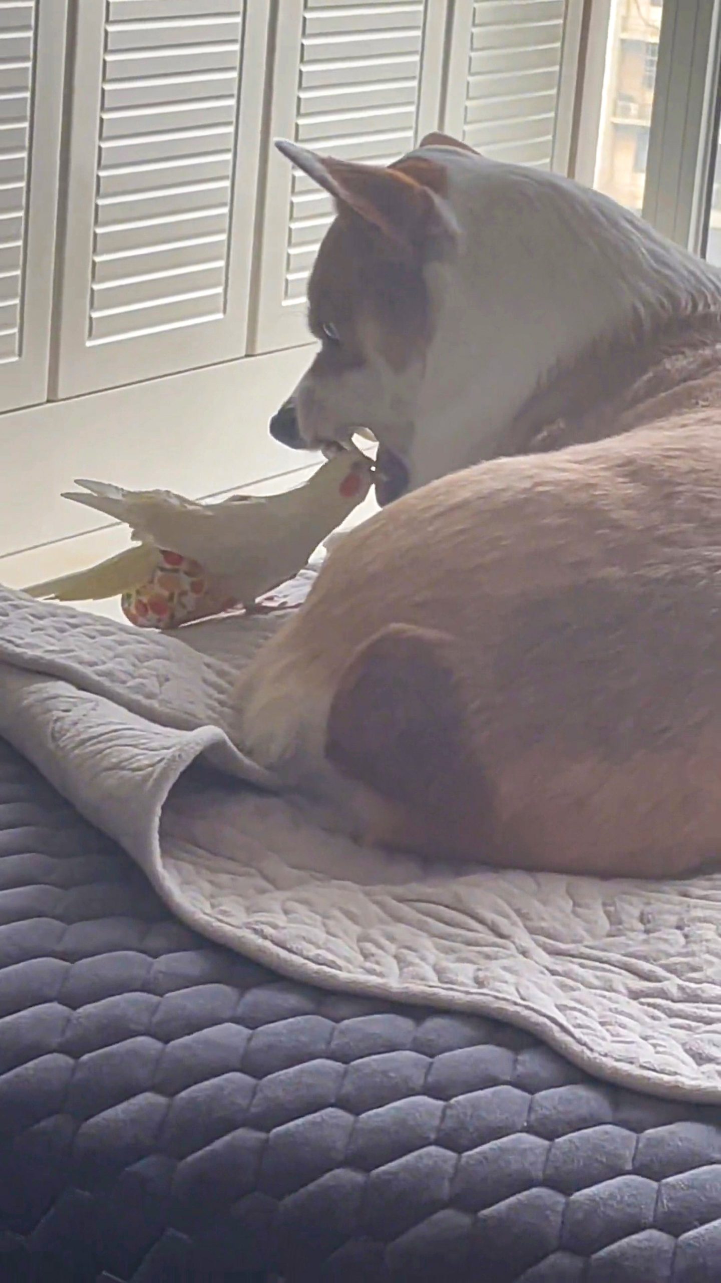 Read more about the article Cute Bird Uses Beak To Provide Teeth Scrubbing Service To Corgi Pal